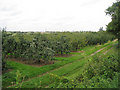 Orchard off Dillywood Lane