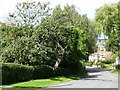 Apple tree in full fruit