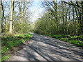 Road through the woods near Splayne