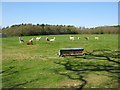 Alpacas at Spring Farm