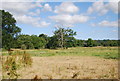 Floodplain of the River Wey