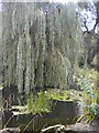 Pond scene, Telegraph Hill Park SE14