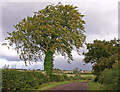 Ivy Covered Tree