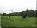 Bashley, cattle