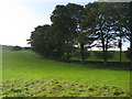 Farmland and trees, Plenmeller