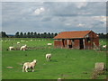 TQ9728 : Sheep and rusty shed by David Anstiss