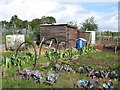 NY6963 : Haltwhistle Allotments (2) by Mike Quinn