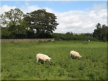 NY6963 : Small pasture next to the A69 and the River South Tyne by Mike Quinn