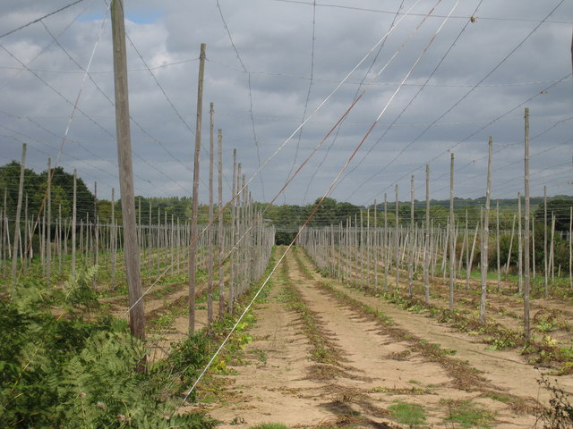 Harvested Hop Field, Hoad's Farm © Oast House Archive cc-by-sa/2.0 ...