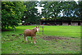 Friendly pony and electric fence