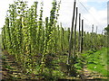 TQ8029 : Hop field by Oast House Archive