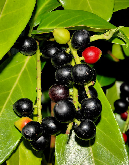 Laurel berries, Belfast