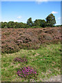 Westleton Heath in mid-September