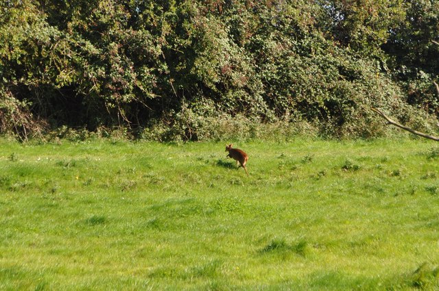 Muntjac Deer © Ashley Dace cc-by-sa/2.0 :: Geograph Britain and Ireland