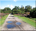 Puddles on the track to Sandy Lane Farm, Westleton Heath