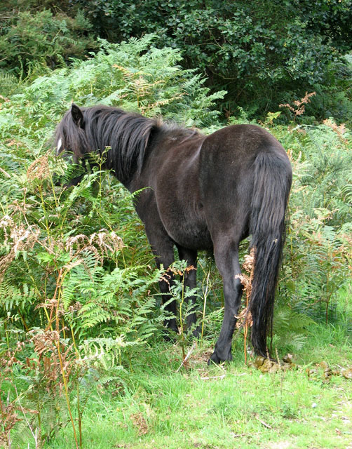 Dartmoor pony foraging in Dunwich Forest
