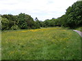 Ripple Beds Meadow