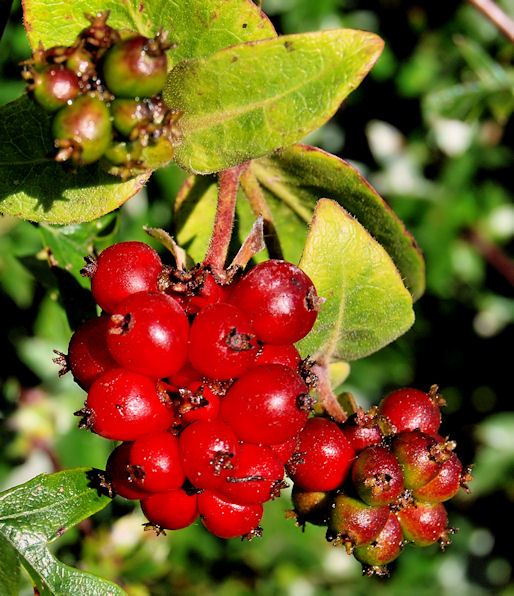Honeysuckle berries near Bangor