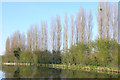 Trees along canal edge at Water Eaton