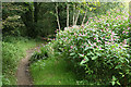 Calstock: Himalayan Balsam