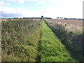 Farm track towards Plaidy