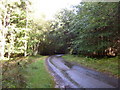 Minor road through Cottown Wood