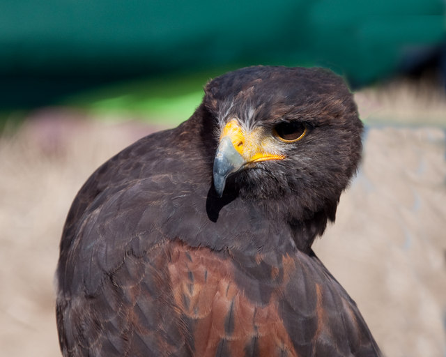 Harris Hawk at the Falconry UK display -... © Mick Lobb :: Geograph ...