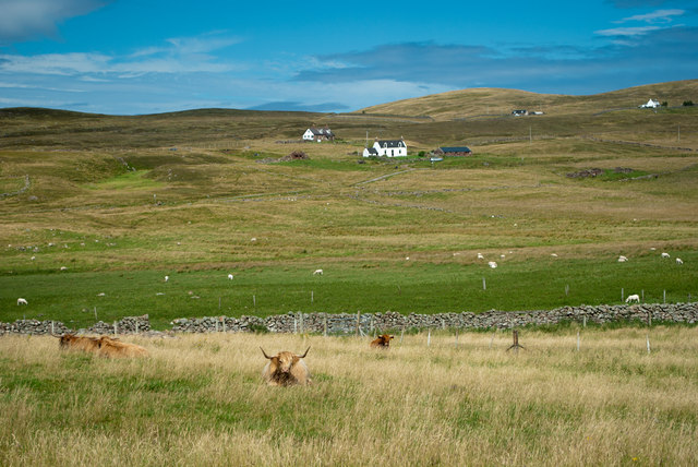Highland Cattle near Balchladich