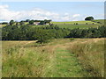 Pastures around Harsondale Cleugh (2)