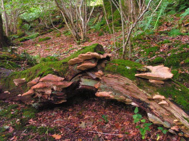 Bracket Fungus in Torglass Wood