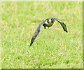 TQ3643 : Peregrine Falcon at the British Wildlife Centre, Newchapel, Surrey by Peter Trimming