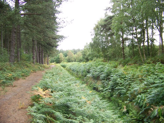 Forest Walk at Shouldham warren