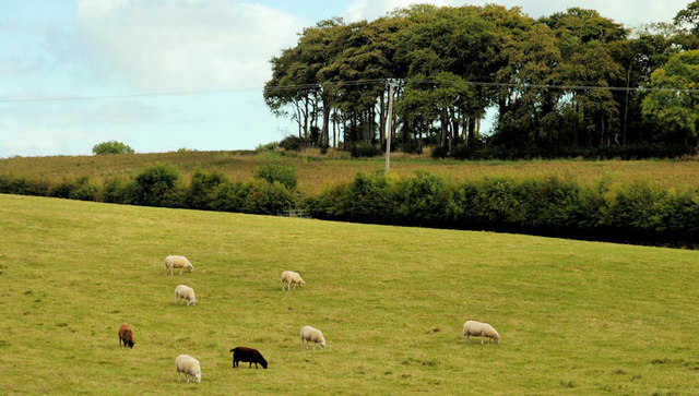 Field, Ballygilbert near Bangor (1)