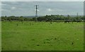 Farmland, Willington