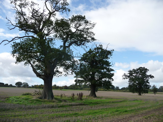 Oak trees, Wrottesley Park