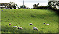 Field, Crawfordsburn