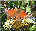 Peacock butterfly (Inachis io) on Yellow Buddleia