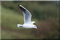 Black-headed Gull - Ogmore