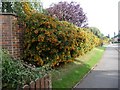 Pyracantha hedge, Sandhill Lane