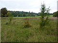 Saplings and scrubland, Chadacre Park