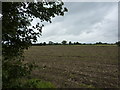 Farmland near Shimpling Park Farm