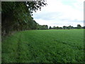 Footpath beside Woodcroft woods