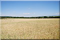 Wheat, east of Fartherwell Rd