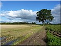 Footpath across open fields near Smiths Green