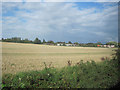 Crops opposite Bower Hall