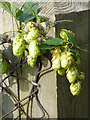 Wild hops