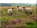 SK2768 : Sheep on Access land over Beeley Moor by Nikki Mahadevan