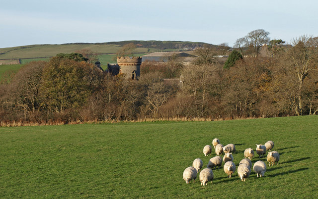 Grazing Sheep, Penkill Castle