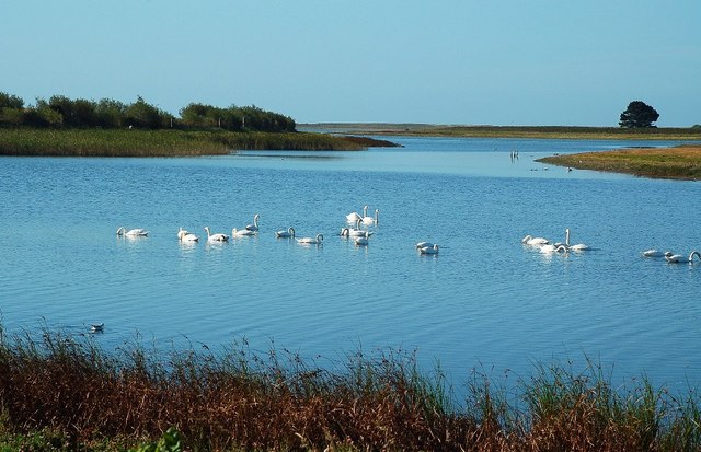 Swans on Lady's Island Lake © Mary and Angus Hogg cc-by-sa/2.0 ...