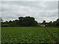 Sugar beet field, with house in woodland